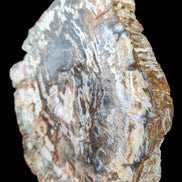 Petrified Wood slice from Madagascar 650g - Rocks and Things Store