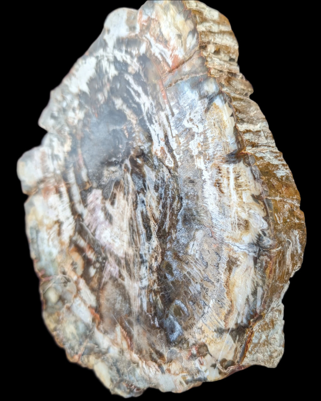 Petrified Wood slice from Madagascar 650g - Rocks and Things Store