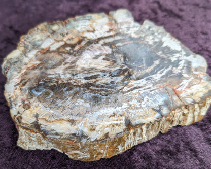 Petrified Wood slice from Madagascar 650g Rocks and Things