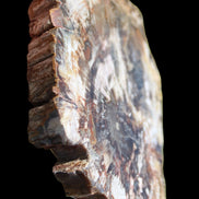 Petrified Wood slice from Madagascar 650g - Rocks and Things Store
