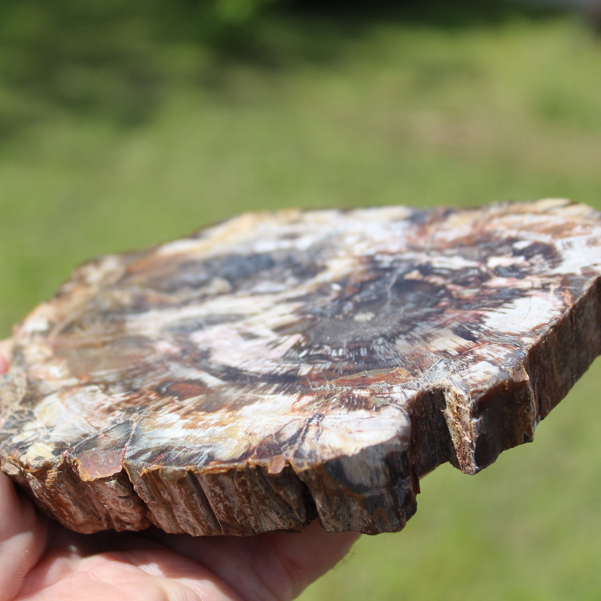 Petrified Wood slice from Madagascar 650g Rocks and Things