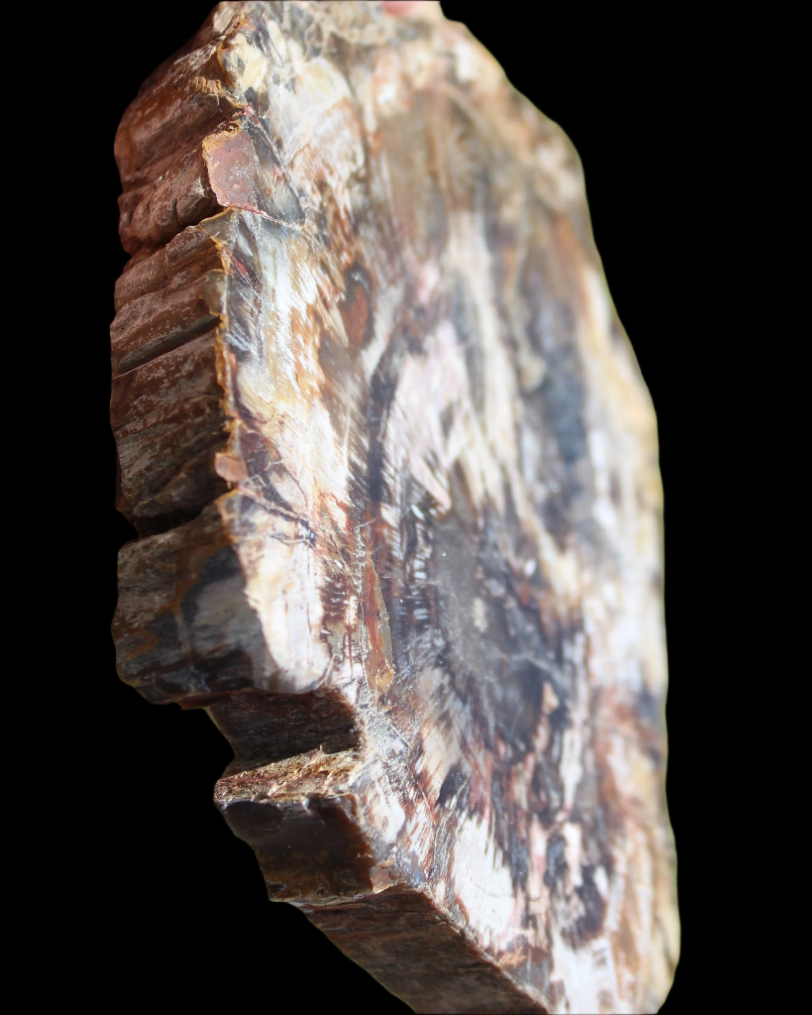 Petrified Wood slice from Madagascar 650g - Rocks and Things Store