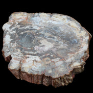 Petrified Wood slice from Madagascar 650g - Rocks and Things Store