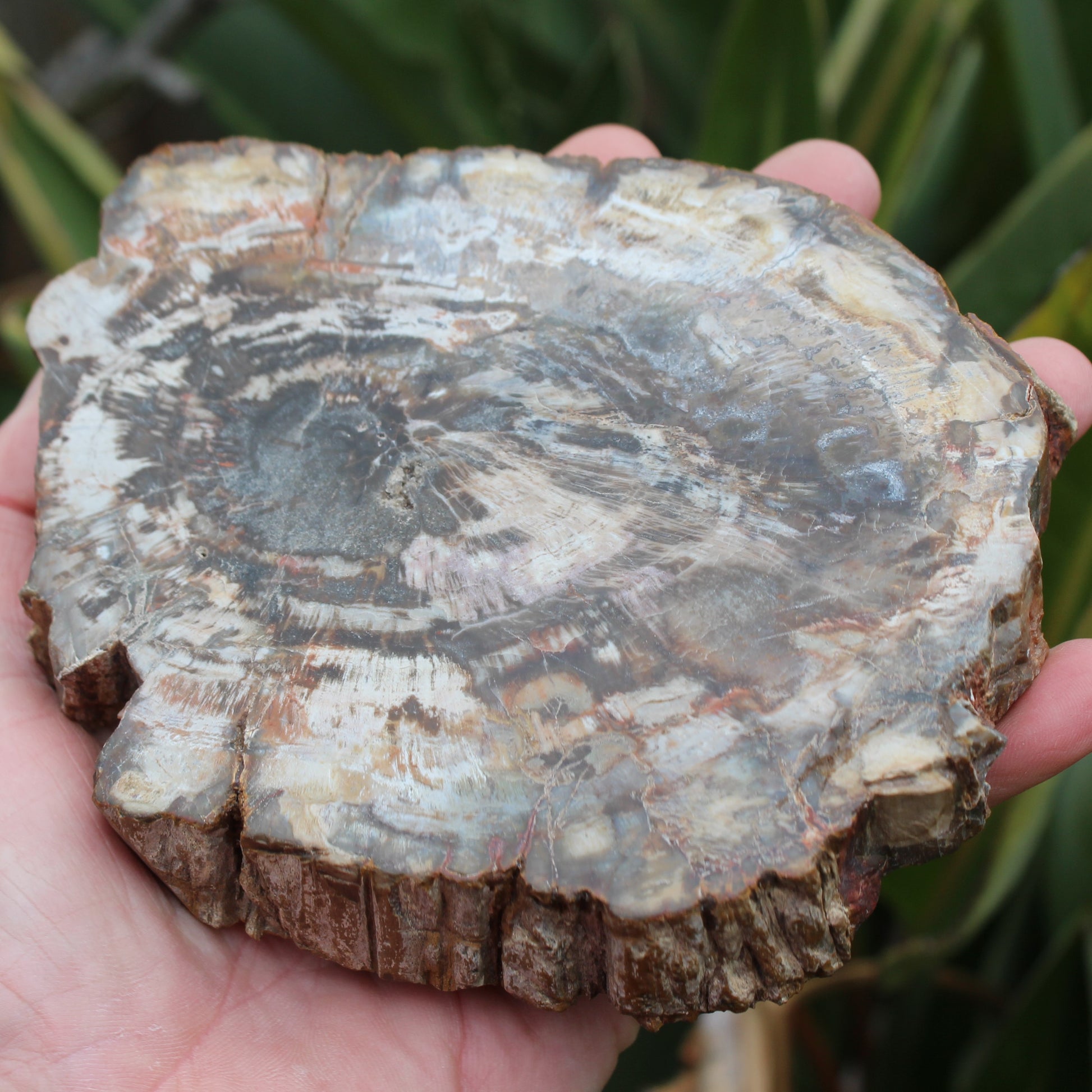 Petrified Wood slice from Madagascar 650g Rocks and Things