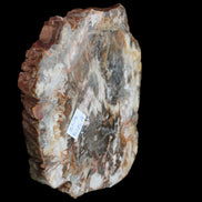 Petrified Wood slice from Madagascar 650g - Rocks and Things Store