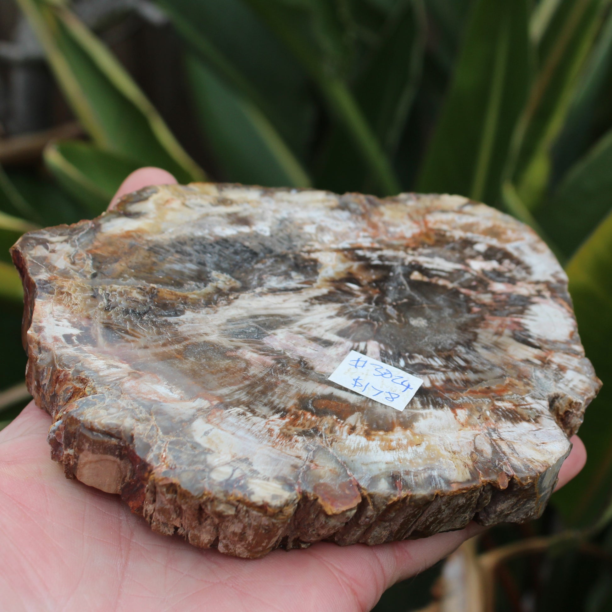 Petrified Wood slice from Madagascar 650g Rocks and Things