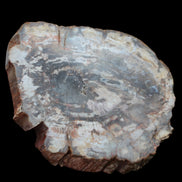 Petrified Wood slice from Madagascar 650g - Rocks and Things Store