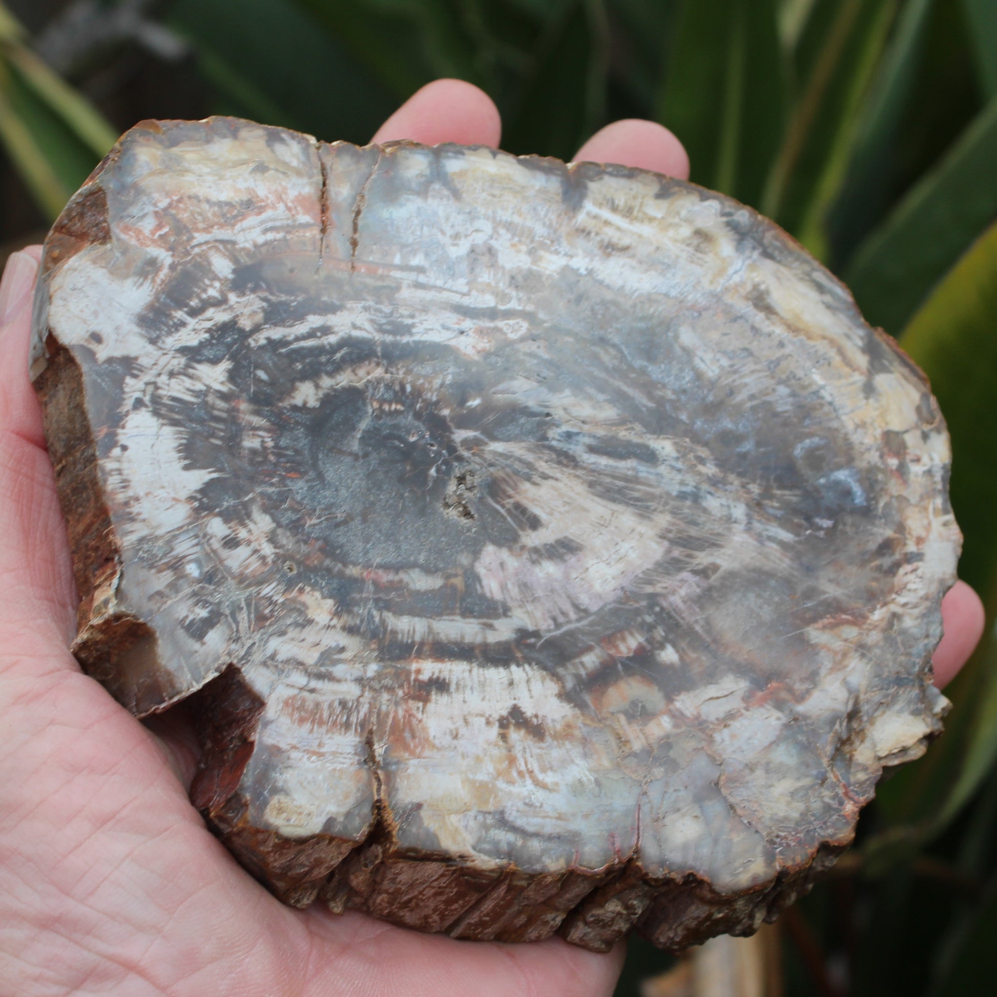 Petrified Wood slice from Madagascar 650g Rocks and Things