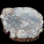 Petrified Wood slice from Madagascar 650g - Rocks and Things Store
