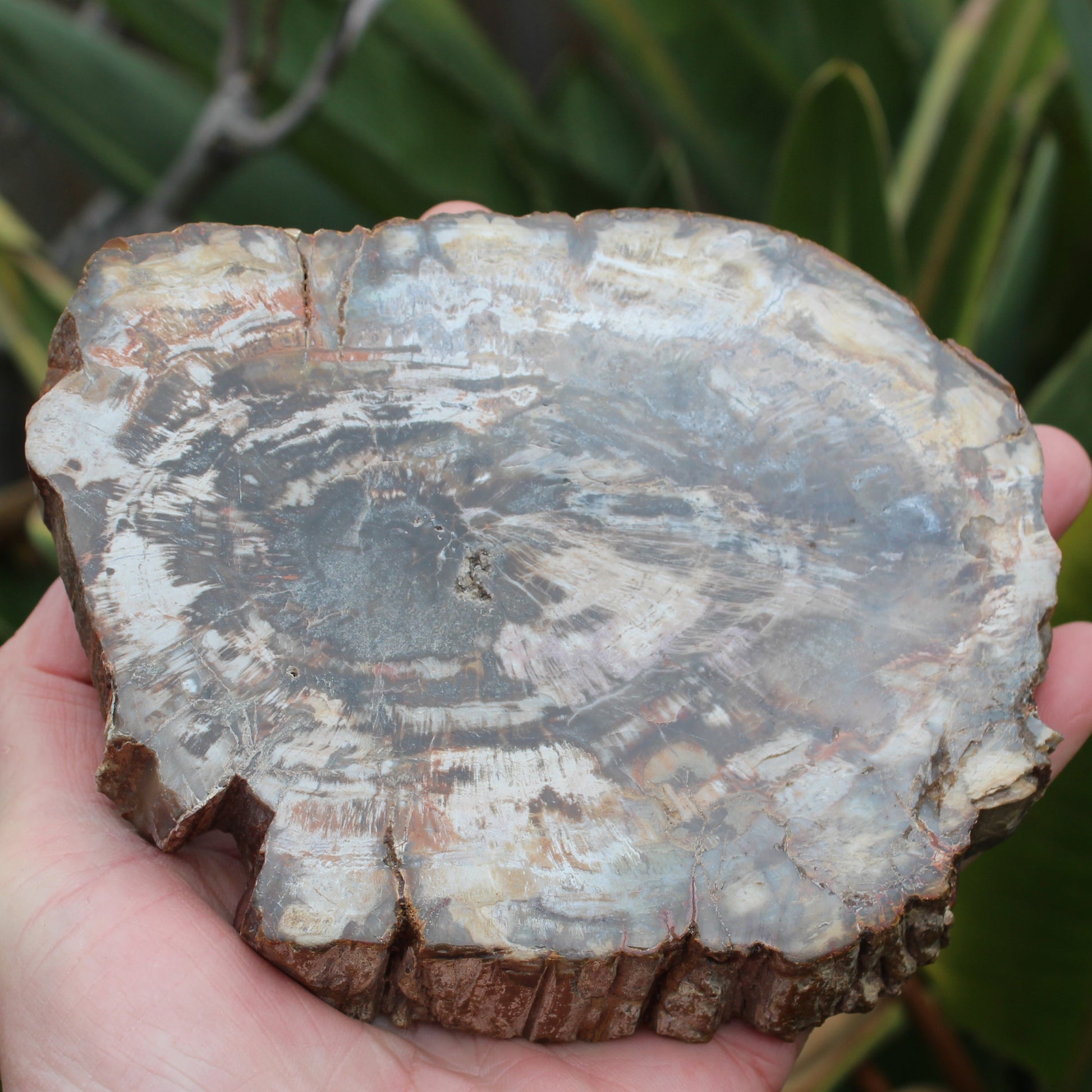 Petrified Wood slice from Madagascar 650g Rocks and Things