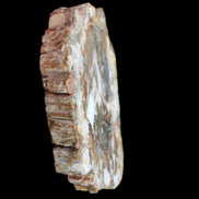 PPetrified Wood slice from Madagascar 650g - Rocks and Things Store