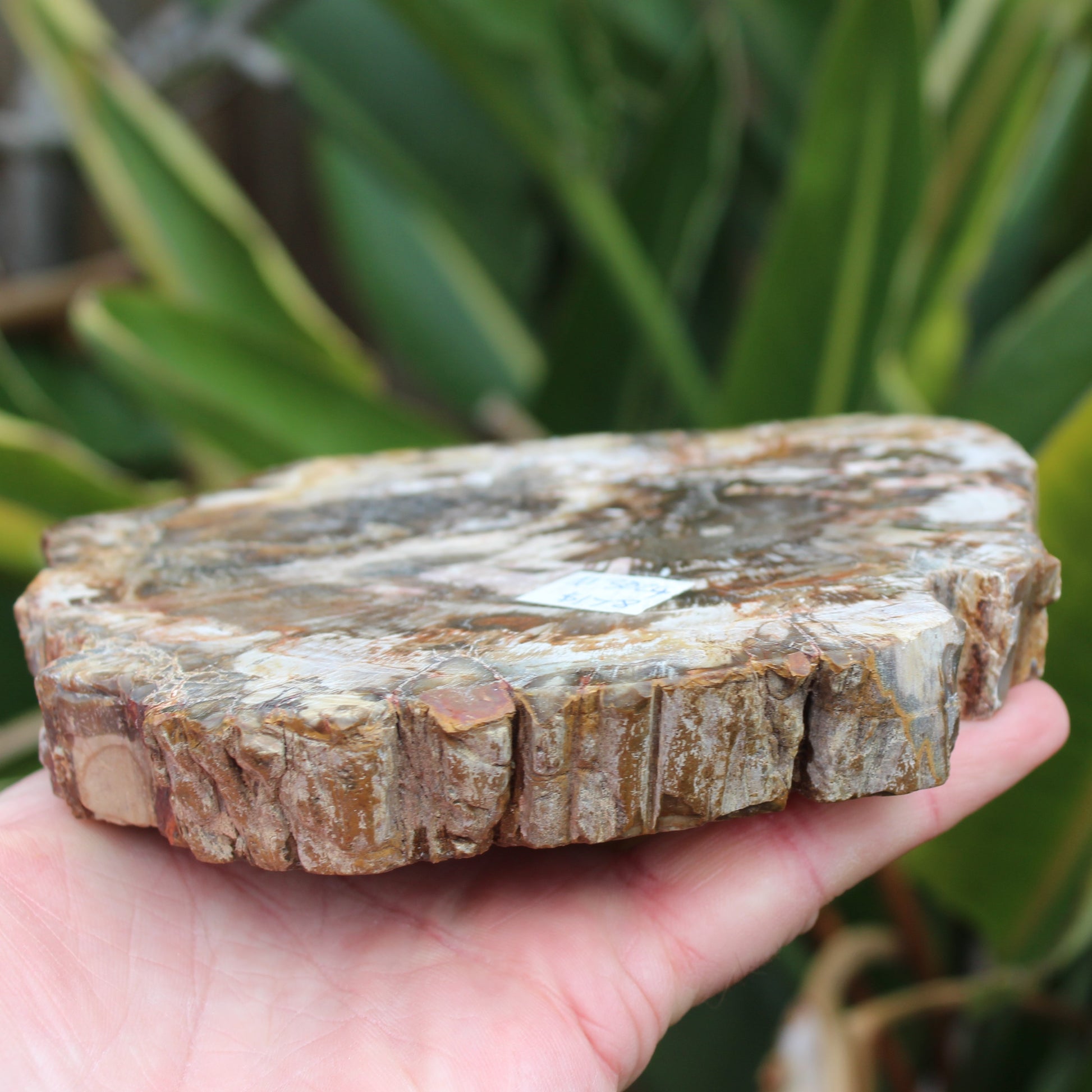 Petrified Wood slice from Madagascar 650g Rocks and Things