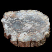 Petrified Wood slice from Madagascar 650g - Rocks and Things Store