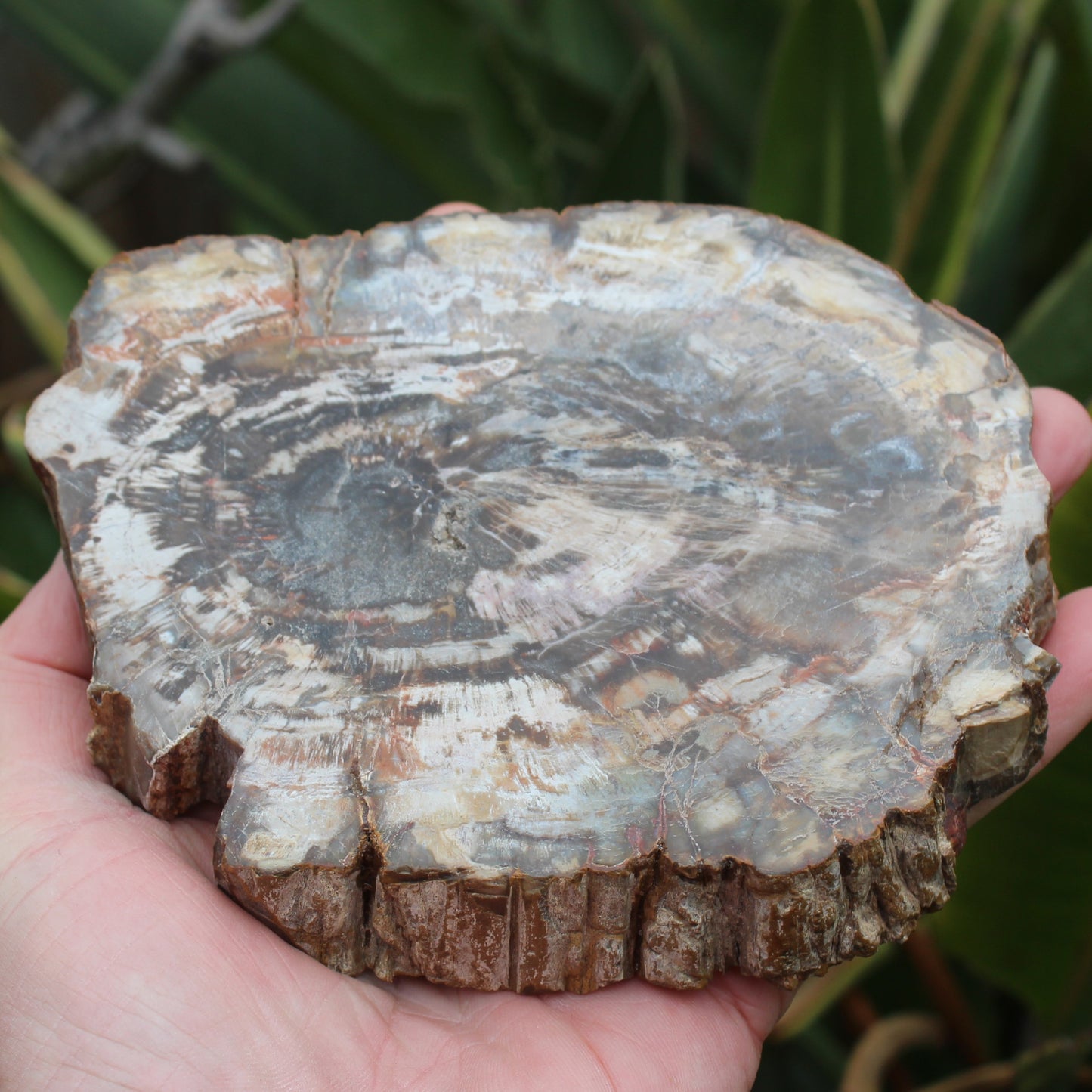 Petrified Wood slice from Madagascar 650g Rocks and Things