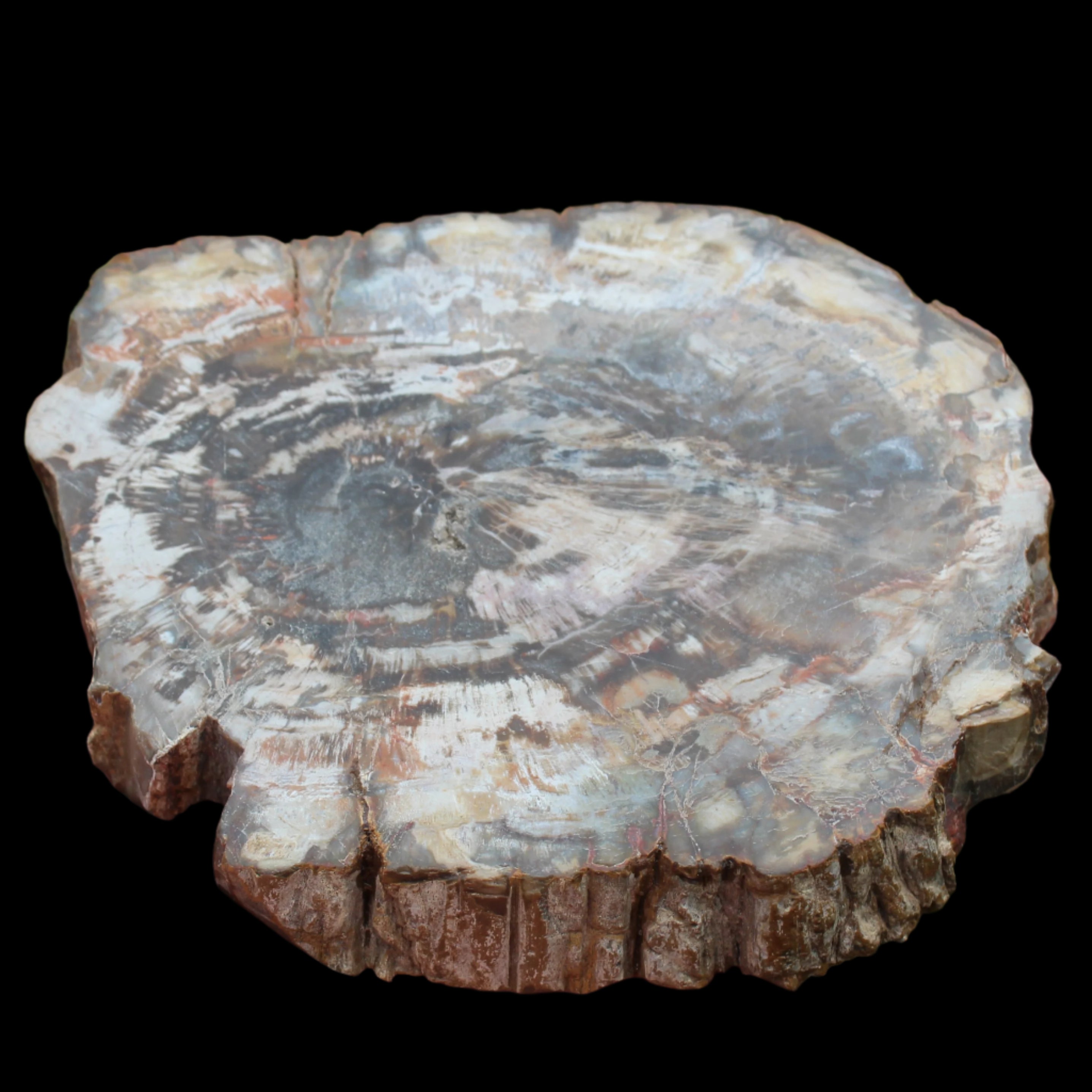 Petrified Wood slice from Madagascar 650g - Rocks and Things Store