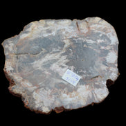 Petrified Wood slice from Madagascar 650g - Rocks and Things Store