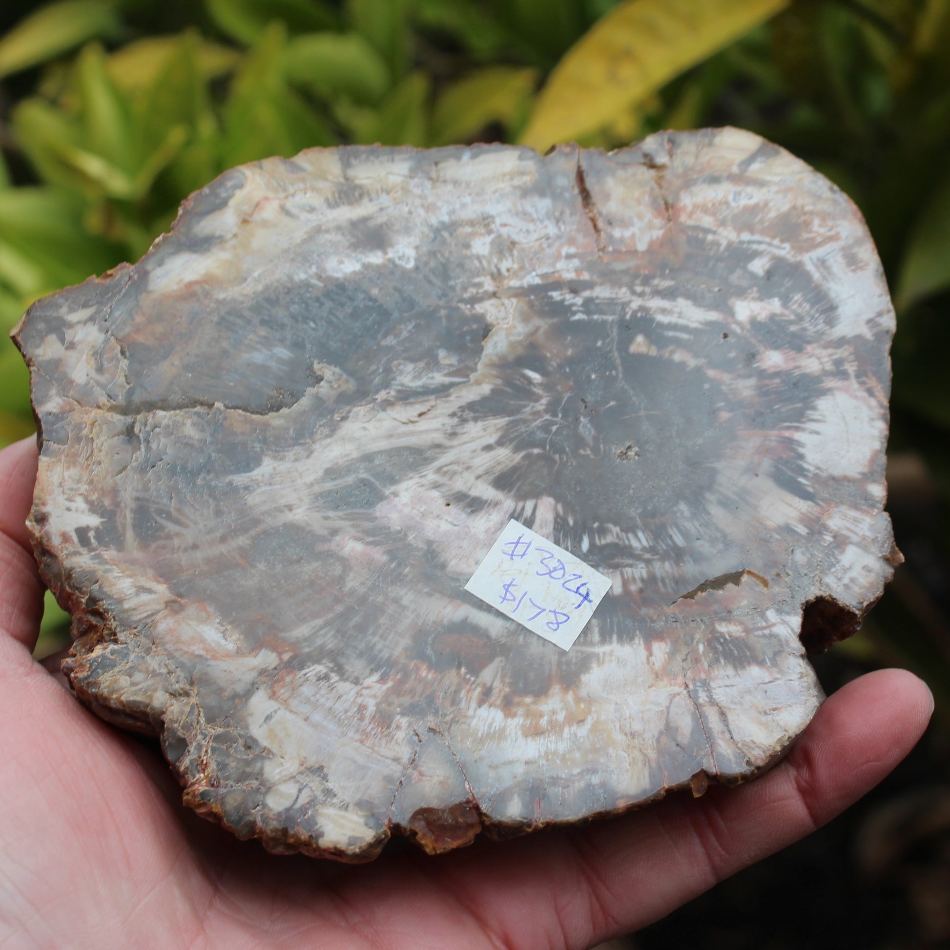 Petrified Wood slice from Madagascar 650g Rocks and Things