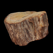 Petrified Wood slice 30g in sunlight - Rocks and Things Store