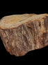 Petrified Wood slice 30g in sunlight - Rocks and Things Store