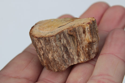 Petrified Wood slice 30g Rocks and Things