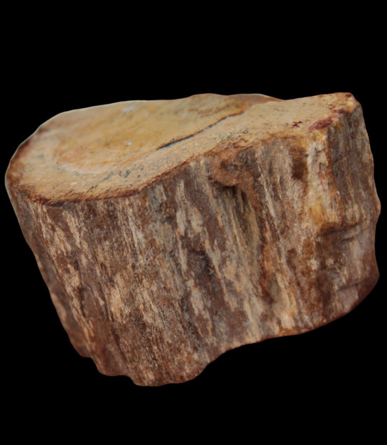 Petrified Wood slice 30g in sunlight - Rocks and Things Store