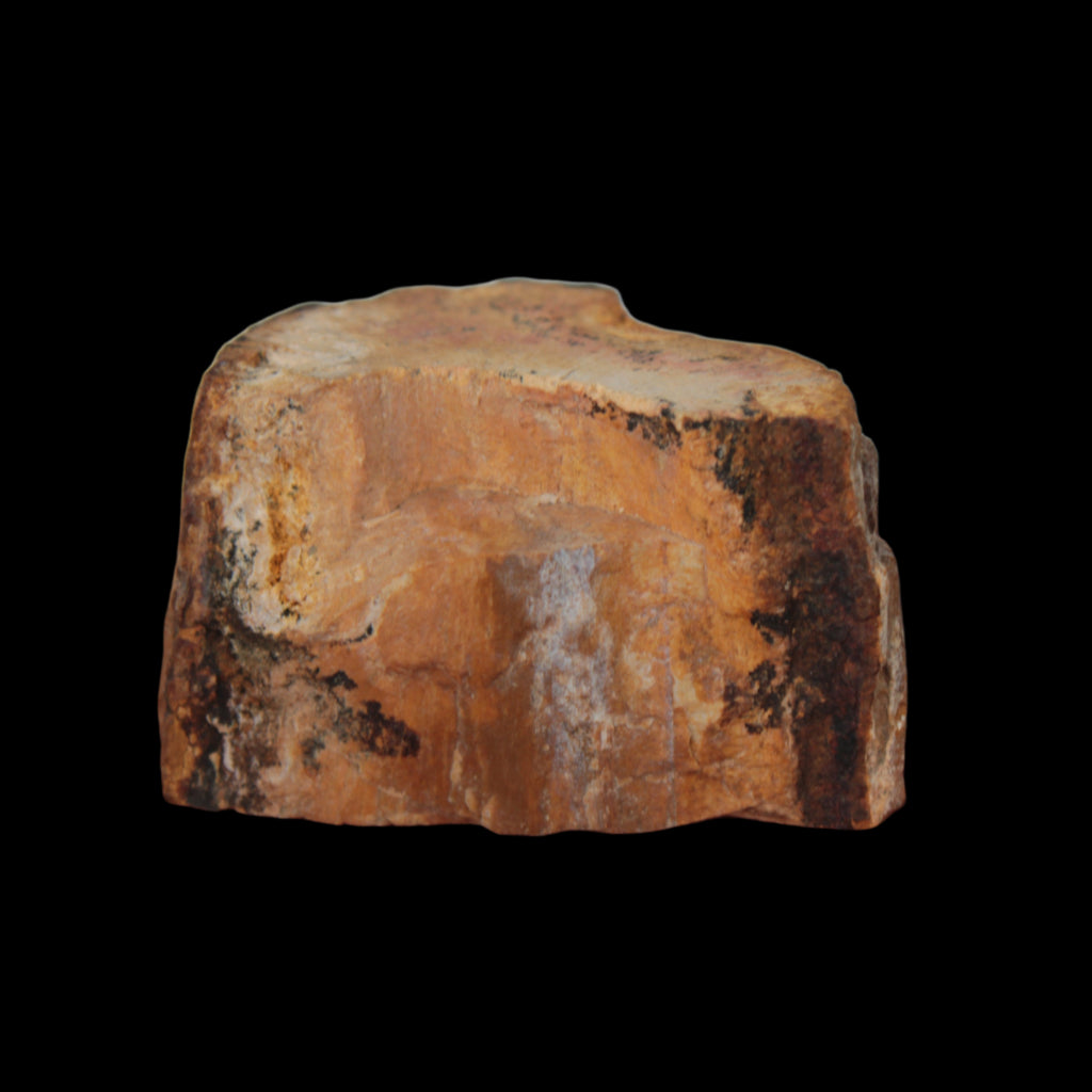 Petrified Wood slice 30g in sunlight - Rocks and Things Store