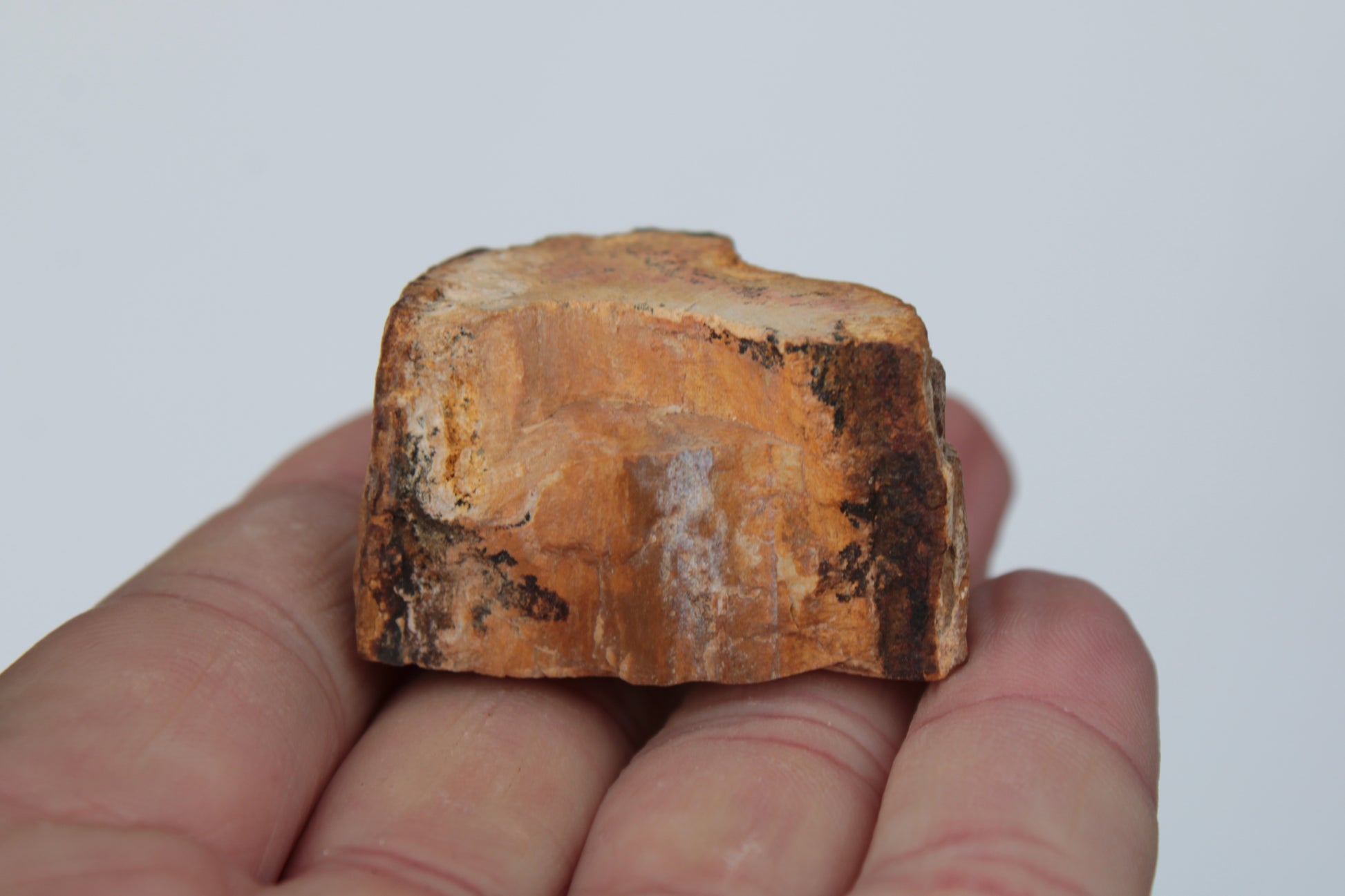 Petrified Wood slice 30g Rocks and Things