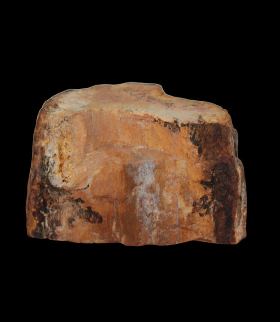 Petrified Wood slice 30g in sunlight - Rocks and Things Store