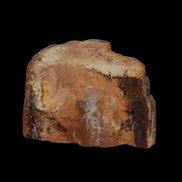 Petrified Wood slice 30g in sunlight - Rocks and Things Store