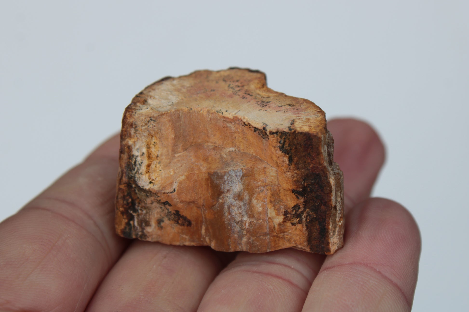 Petrified Wood slice 30g Rocks and Things