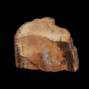 Petrified Wood slice 30g in sunlight - Rocks and Things Store