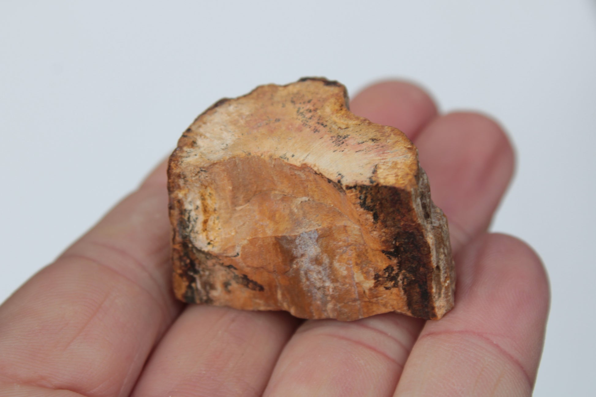 Petrified Wood slice 30g Rocks and Things