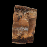 Petrified Wood slice 30g in sunlight - Rocks and Things Store