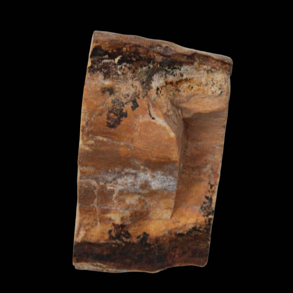 Petrified Wood slice 30g in sunlight - Rocks and Things Store