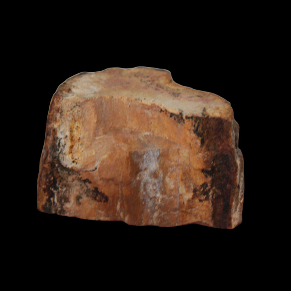 Petrified Wood slice 30g in sunlight - Rocks and Things Store