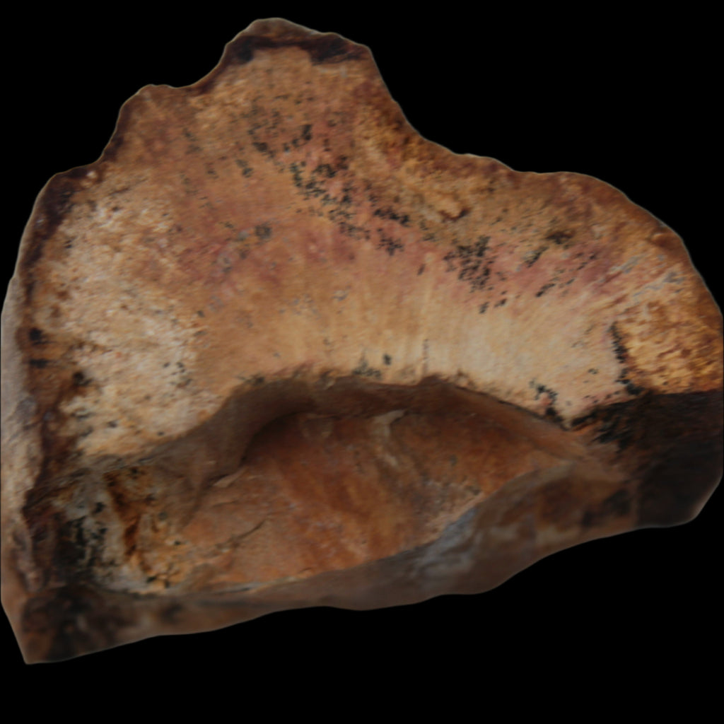 Petrified Wood slice 30g in sunlight - Rocks and Things Store