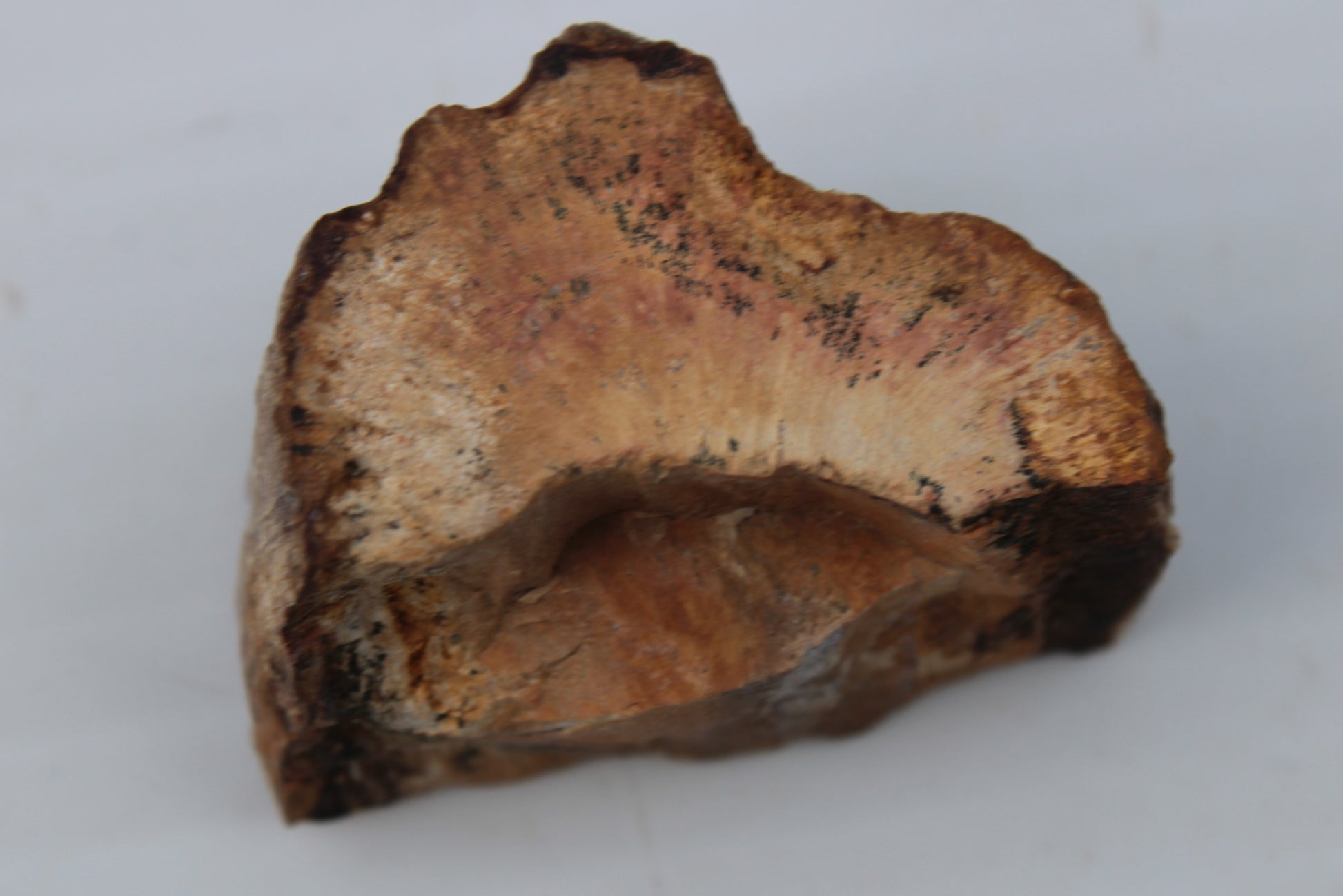 Petrified Wood slice 30g Rocks and Things