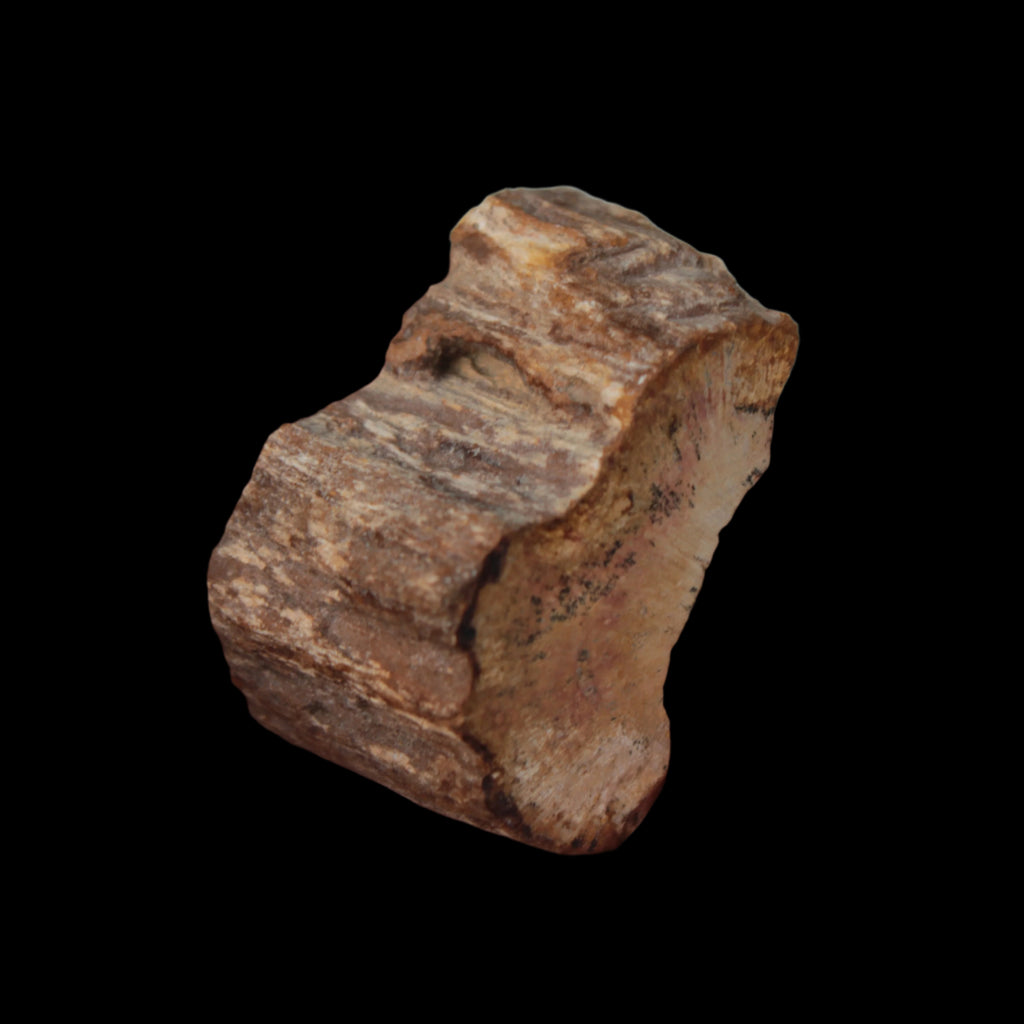 Petrified Wood slice 30g in sunlight - Rocks and Things Store