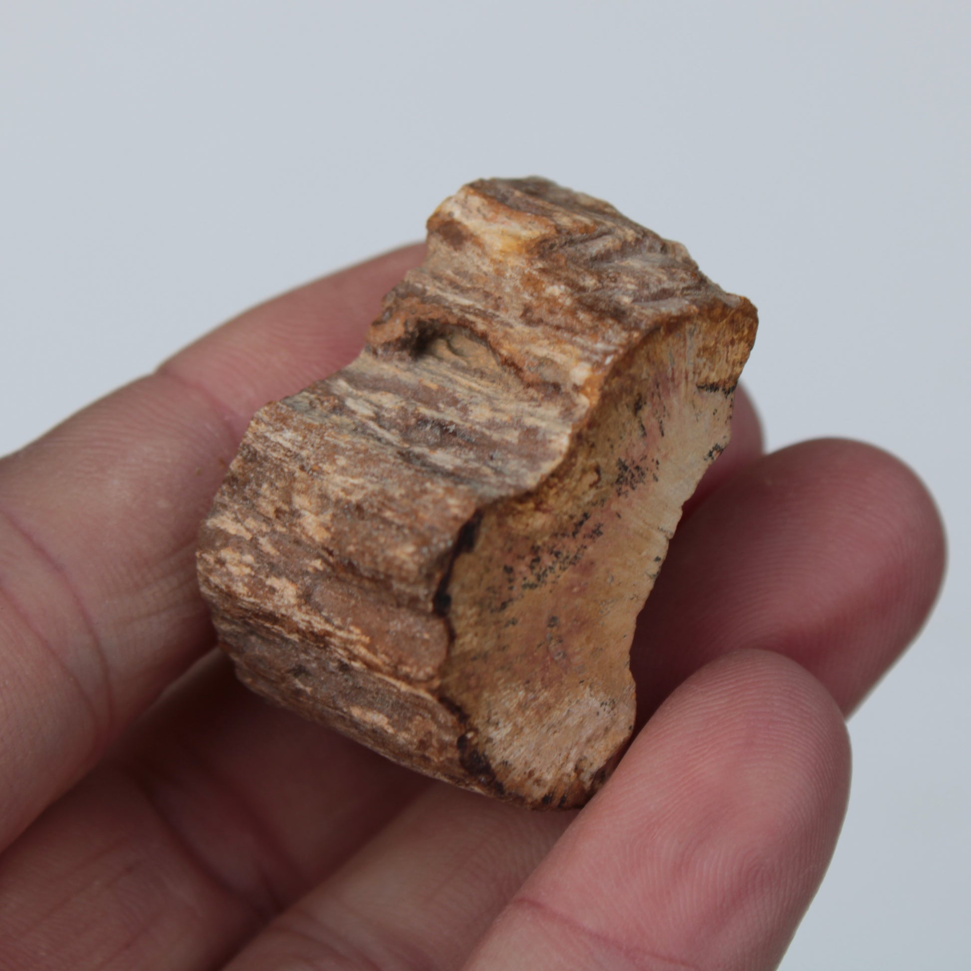 Petrified Wood slice 30g Rocks and Things