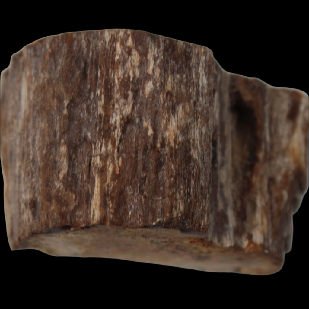 Petrified Wood slice 30g in sunlight - Rocks and Things Store