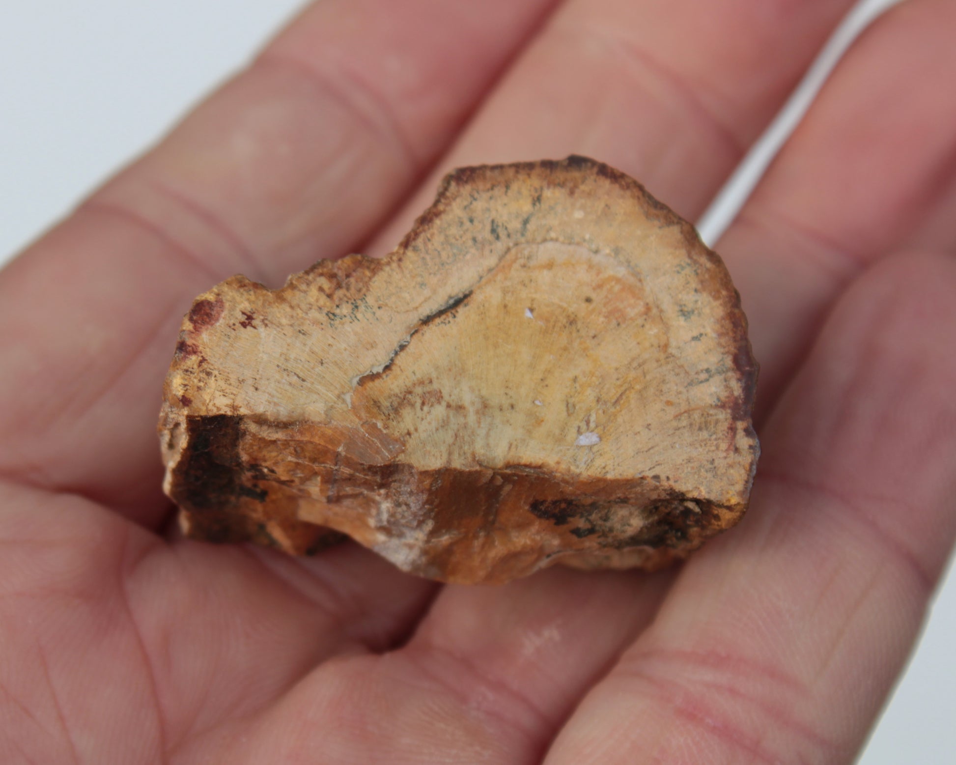 Petrified Wood slice 30g Rocks and Things