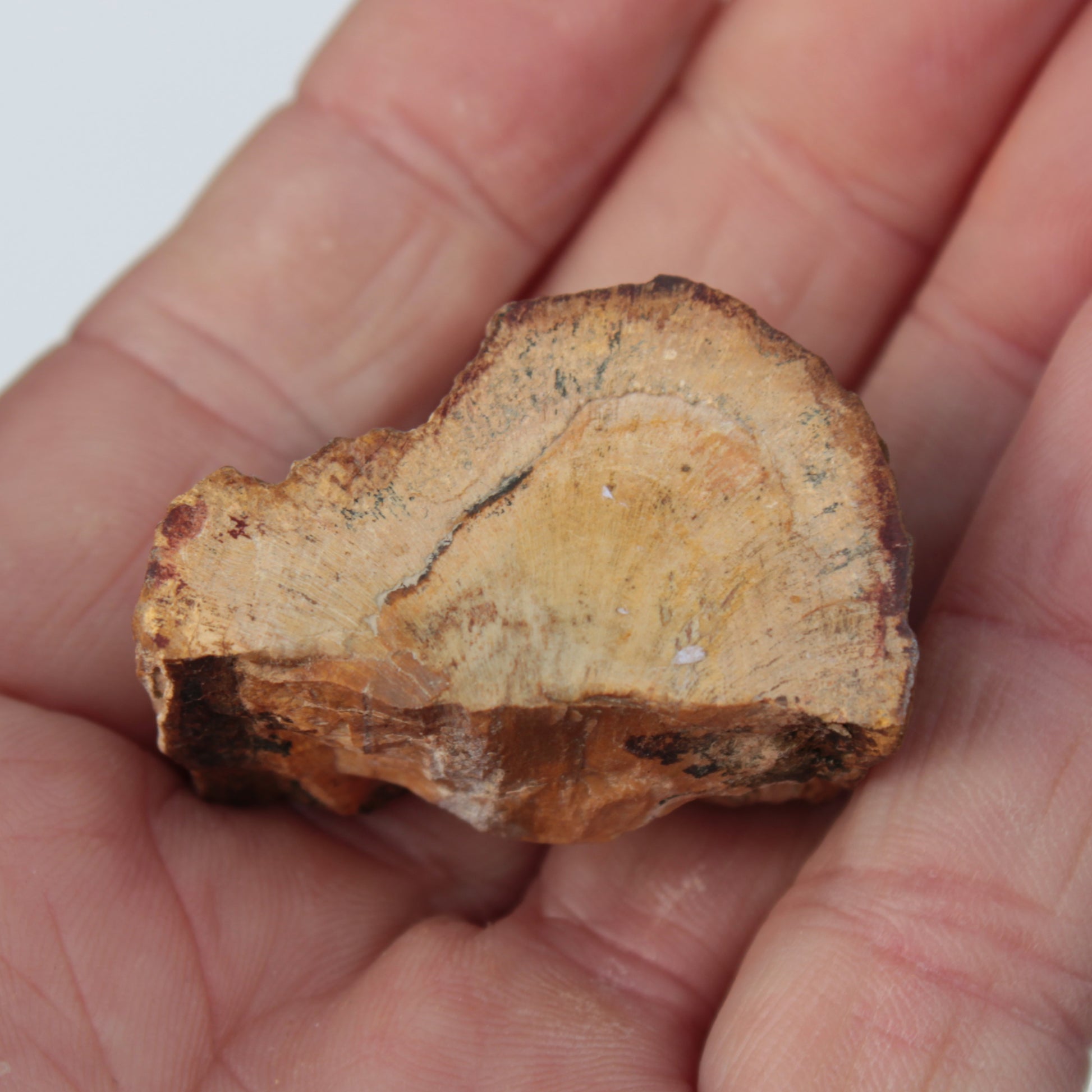 Petrified Wood slice 30g Rocks and Things