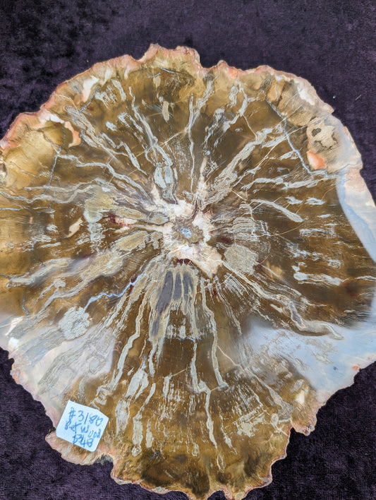 Petrified Wood plate slab from Madagascar 1438g Rocks and Things