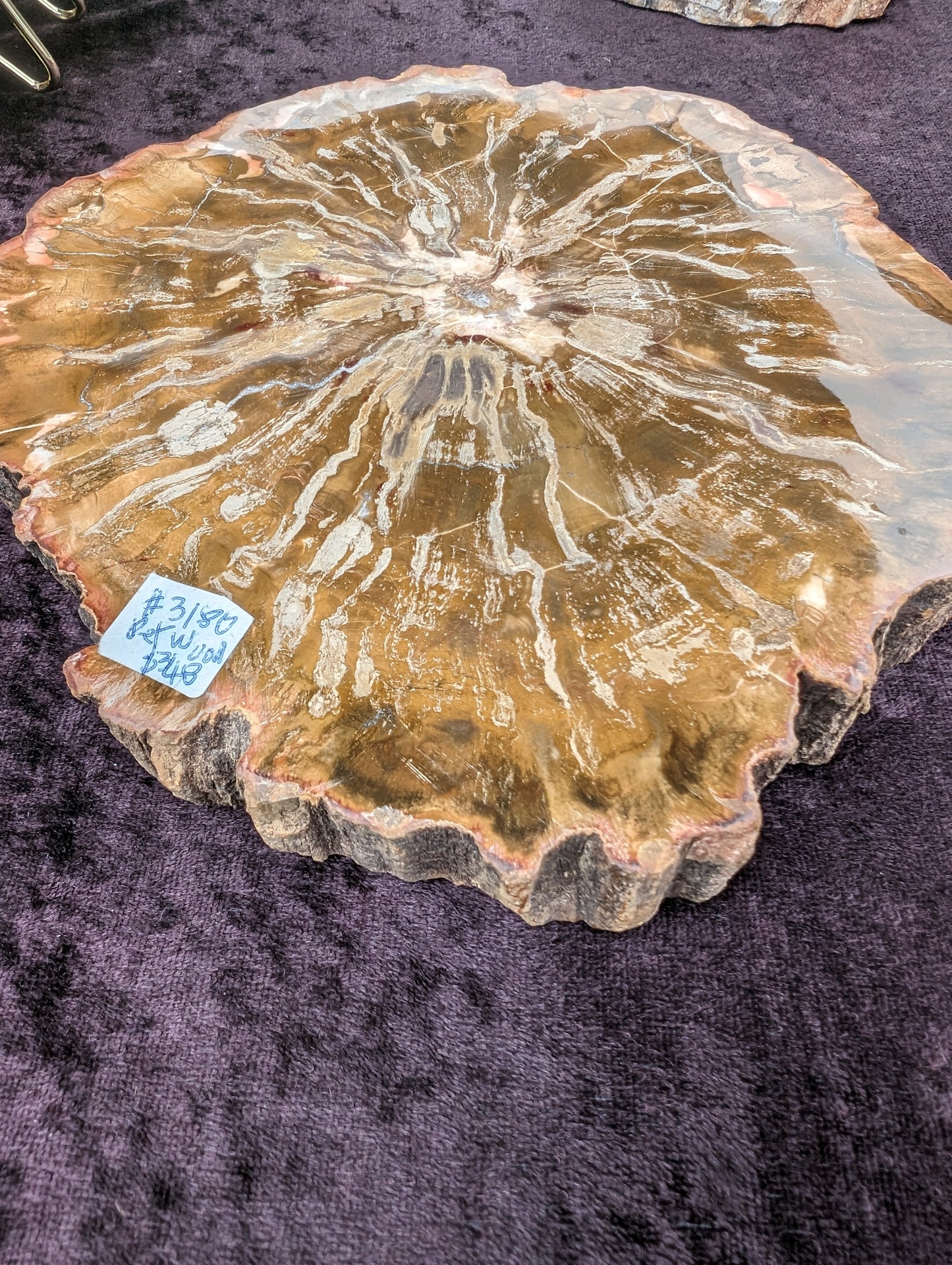 Petrified Wood plate slab from Madagascar 1438g