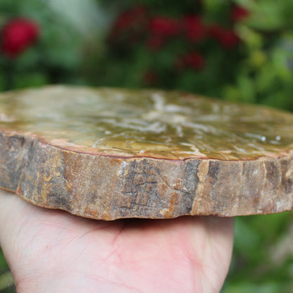 Petrified Wood plate slab from Madagascar 1438g