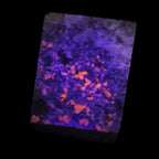 Yooperlite Lake Superior Sodalite 147g in UV light - Rocks and Things Store