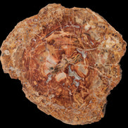 Petrified Wood plate slab from Madagascar 1397g in sunshine - Rocks and Things Store