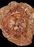 Petrified Wood plate slab from Madagascar 1397g in sunshine - Rocks and Things Store
