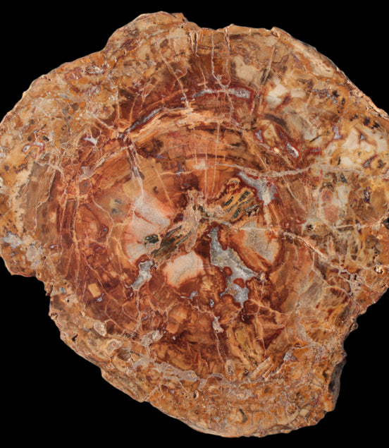 Petrified Wood plate slab from Madagascar 1397g in sunshine - Rocks and Things Store