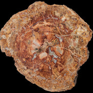 Petrified Wood plate slab from Madagascar 1397g in sunshine - Rocks and Things Store